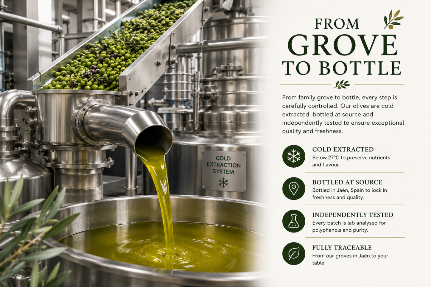 A promotional infographic for olive oil featuring a photo of green olives on a conveyor belt and olive oil being poured from a metal spout into a vat. The right side includes large text reading 'FROM GROVE TO BOTTLE' and feature icons for cold extracted, bottled at source, independently tested, and fully traceable.